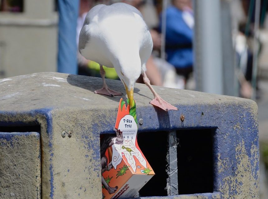 Picture of EcoArc - Pivoting Litter Flap or Seagull Flap, Stops Birds Picking Litter from Bin
